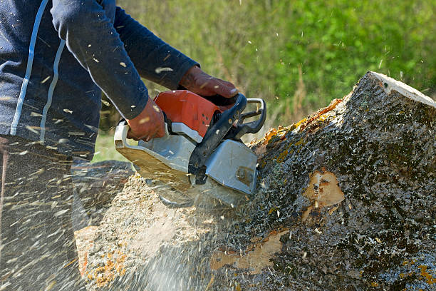 Best Lawn Irrigation Installation and Maintenance  in Spring Lake Park, MN